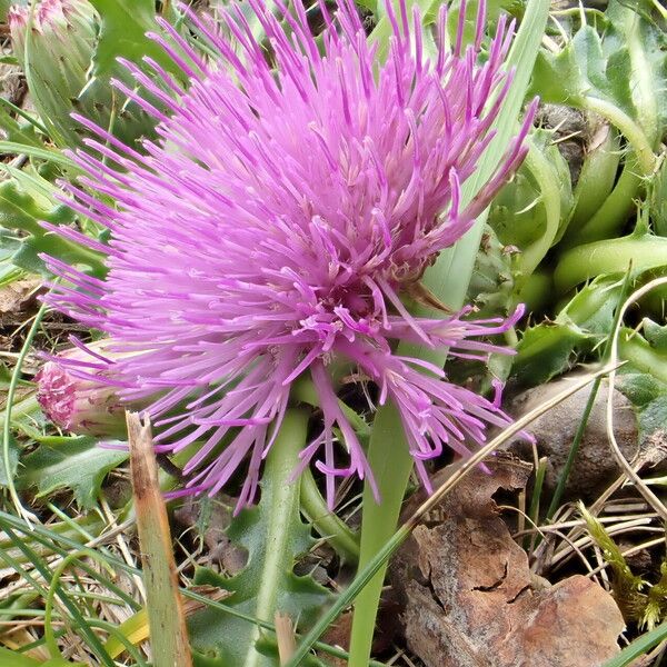 Cirsium acaule Flower