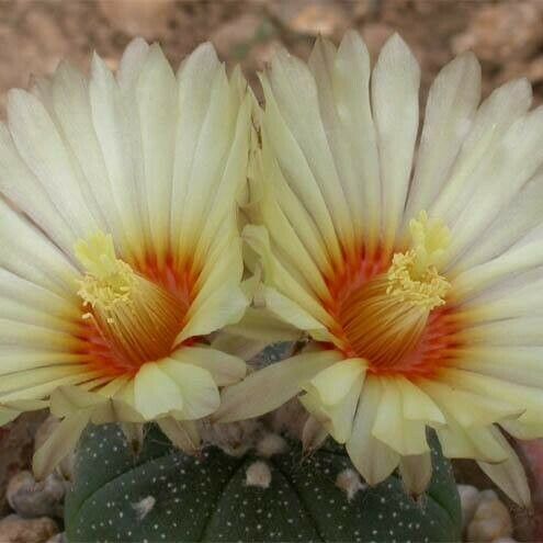 Astrophytum asterias Flor