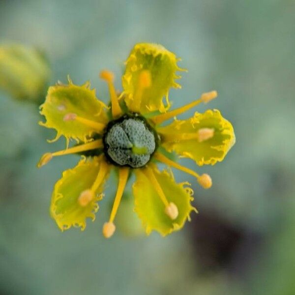 Ruta graveolens Flower