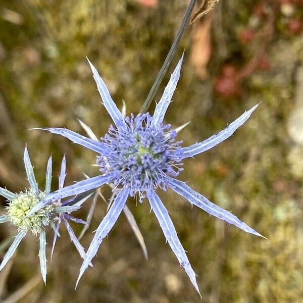 Eryngium creticum Flower