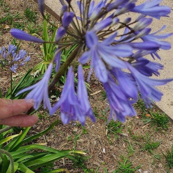 Agapanthus praecox Cvet