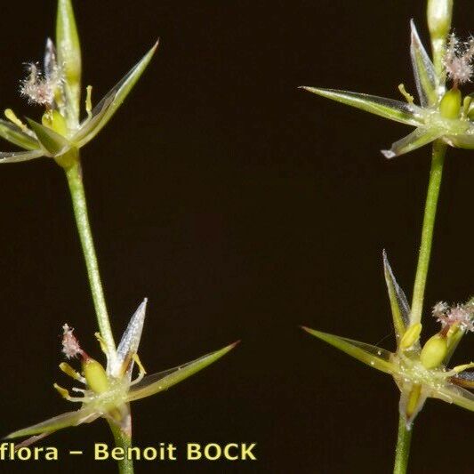 Juncus bufonius Outro