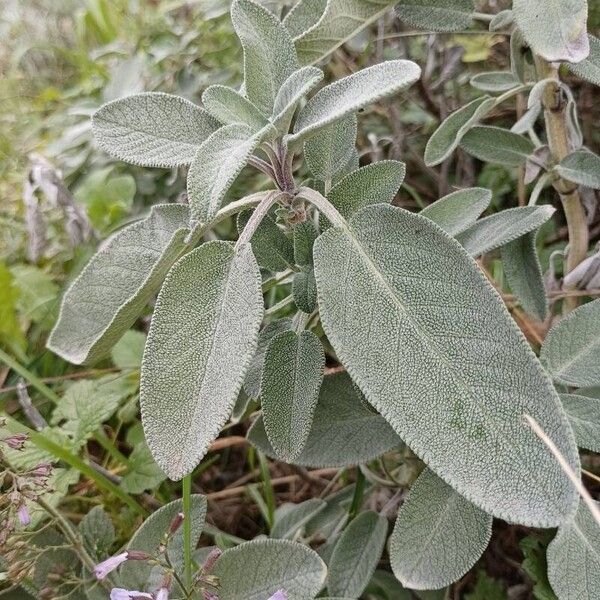 Salvia fruticosa Alkat (teljes növény)