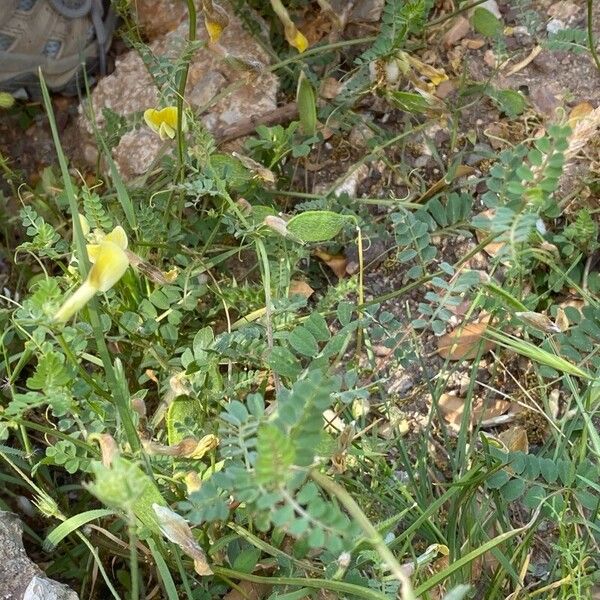 Vicia hybrida Pokrój