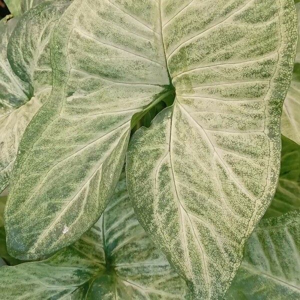 Syngonium podophyllum 葉