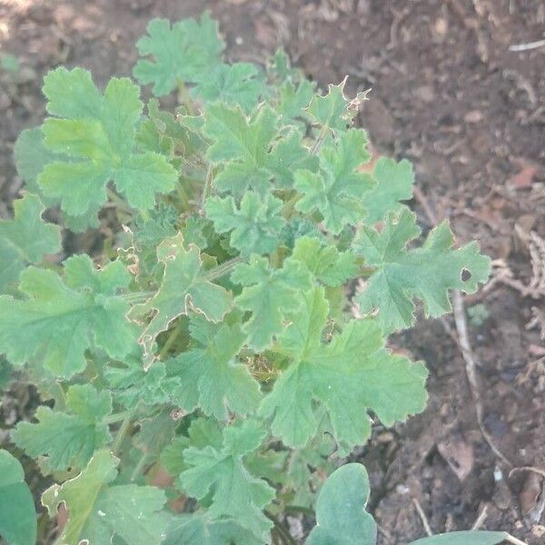 Pelargonium graveolens Leaf