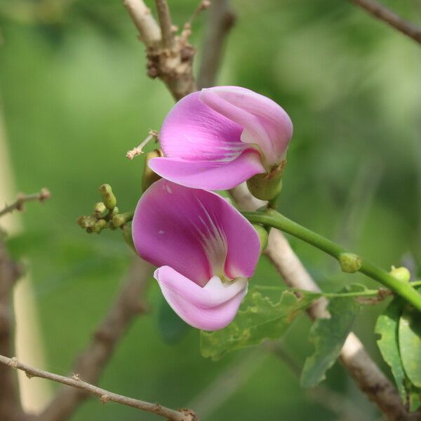 Canavalia rosea Blodyn