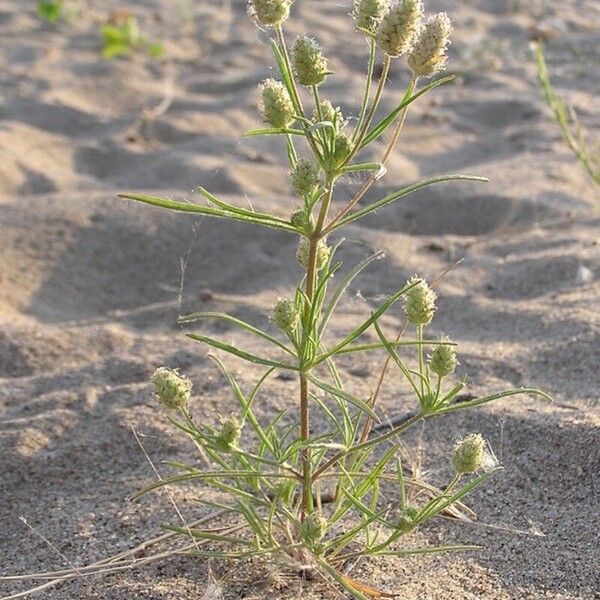 Plantago arenaria Leaf