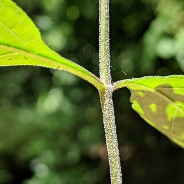 Scutellaria alabamensis 樹皮