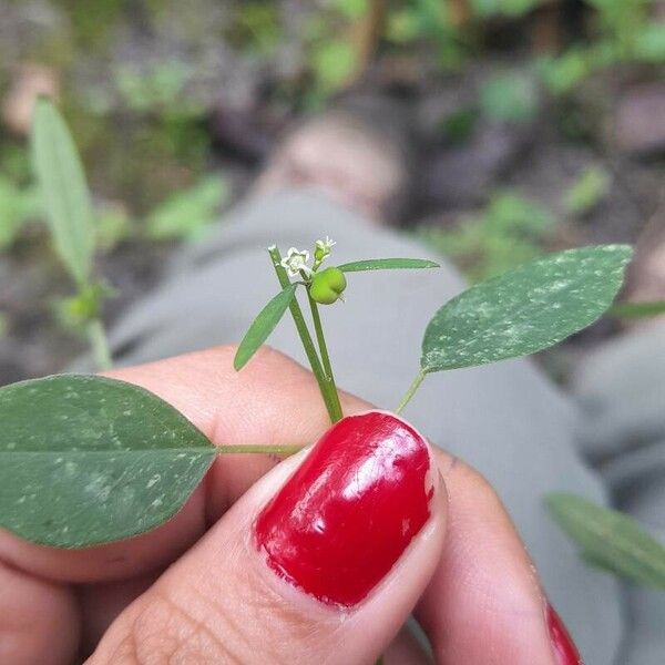 Euphorbia graminea Floro