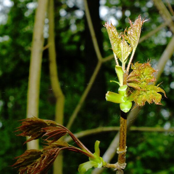 Acer pictum 叶