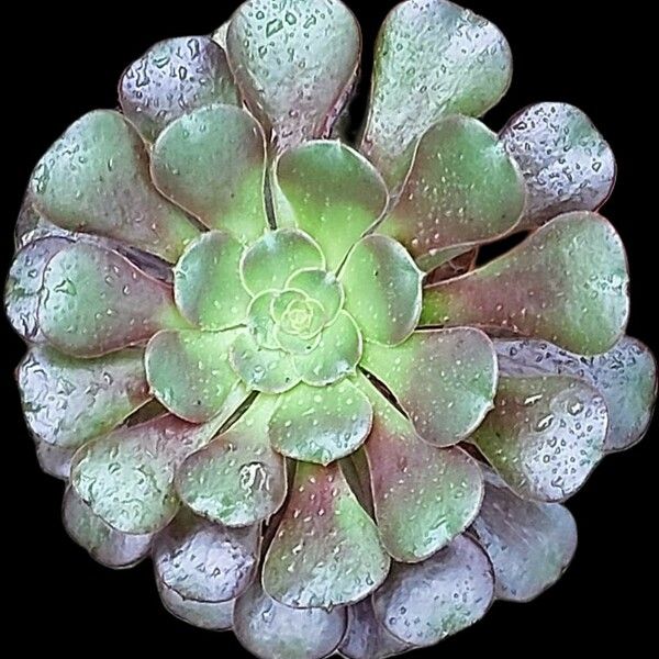 Aeonium arboreum Leaf