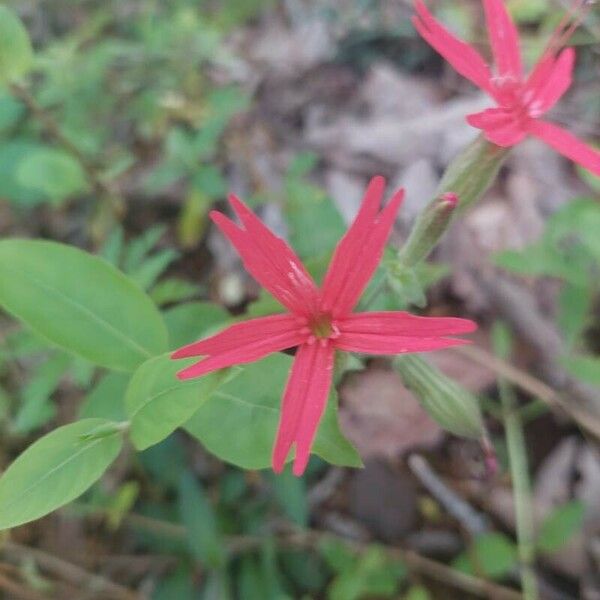 Silene virginica ফুল