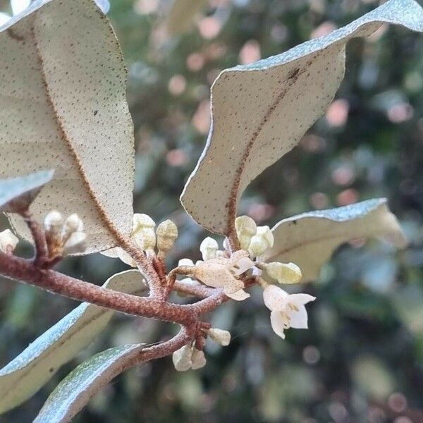 Elaeagnus macrophylla 花