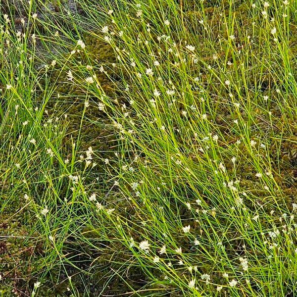 Rhynchospora alba Deilen