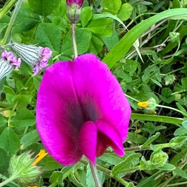 Lathyrus tingitanus ᱵᱟᱦᱟ