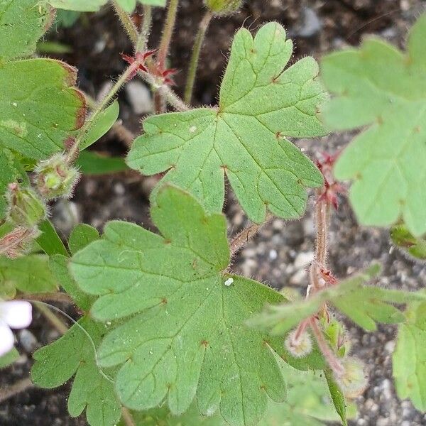 Geranium rotundifolium 叶