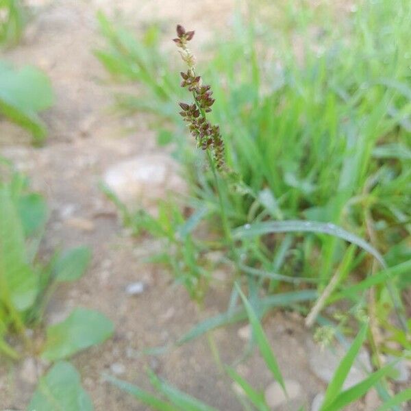 Echinochloa colonum Otro