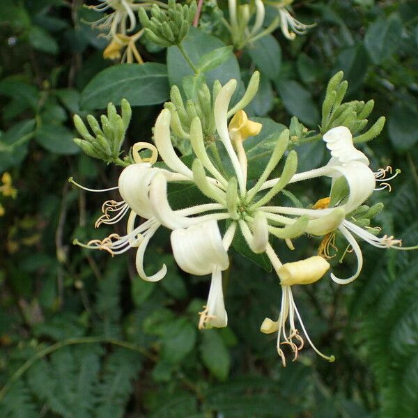 Lonicera periclymenum ফুল