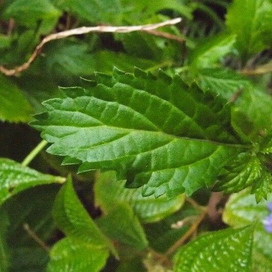 Stachytarpheta urticifolia Folha