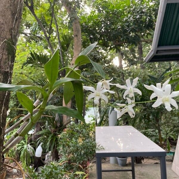 Dendrobium crumenatum 整株植物