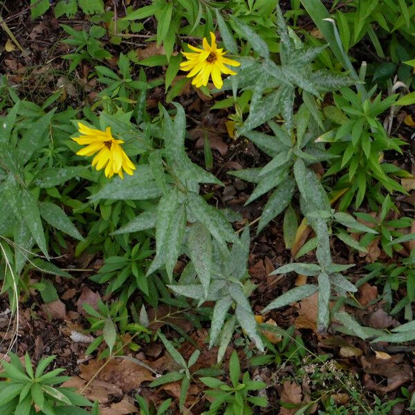 Helianthus strumosus Plante entière