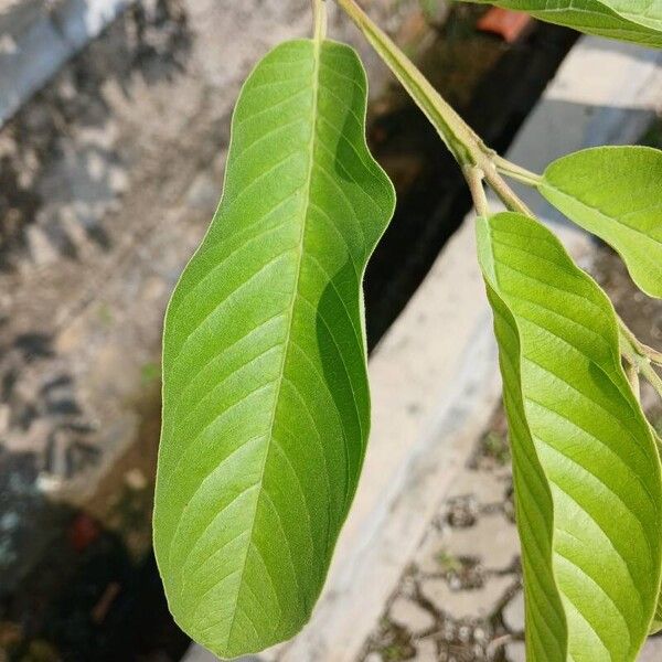 Psidium guajava 葉