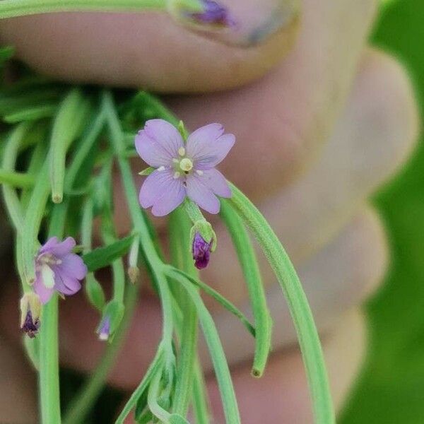 Epilobium tetragonum Цветок