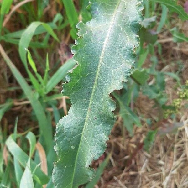 Rumex longifolius Лист