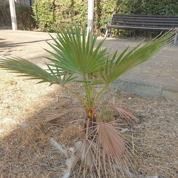 Washingtonia robusta Yaprak