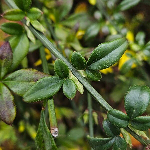 Jasminum nudiflorum 葉