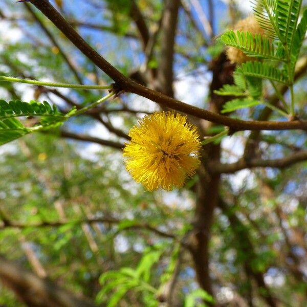 Acacia farnesiana Цветок