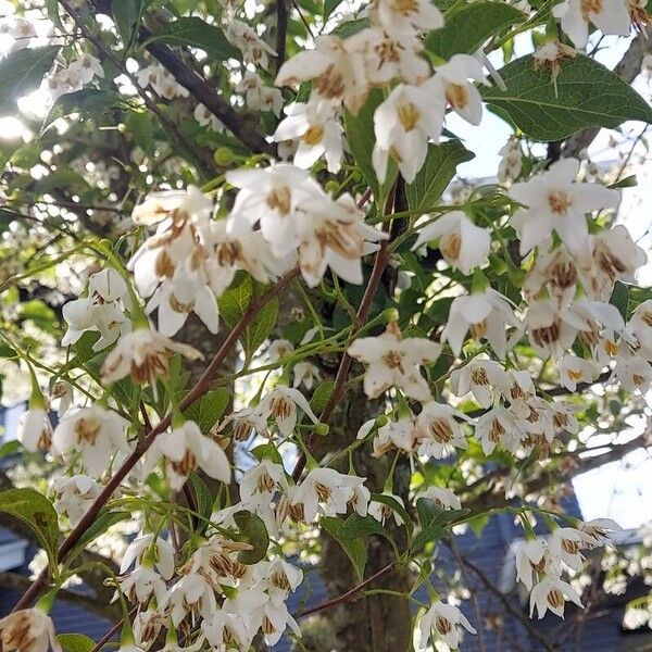 Styrax japonicus Blomst