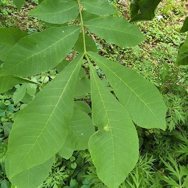 Carya glabra Лист