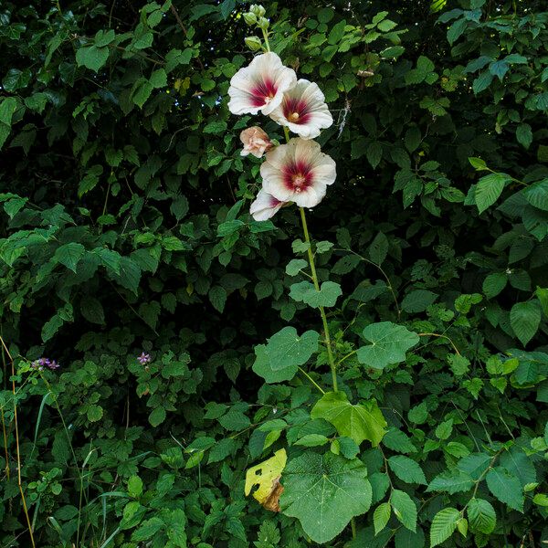 Alcea rosea পাতা