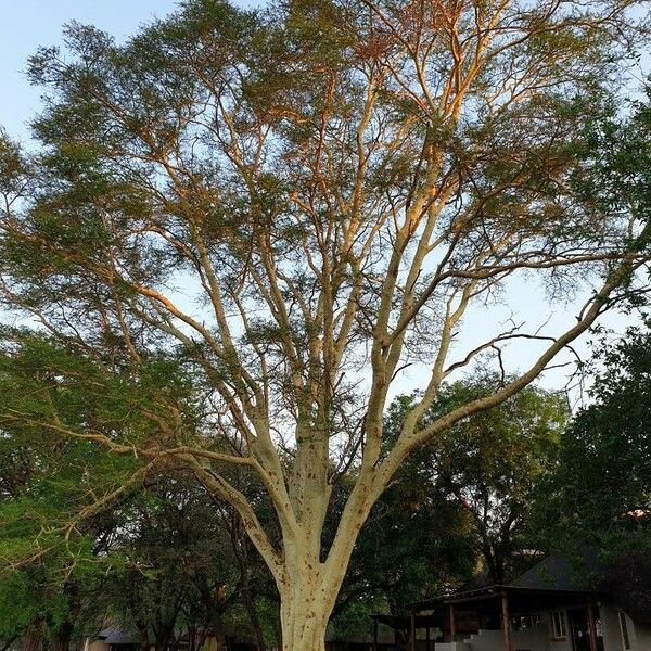 Vachellia xanthophloea Hàbitat