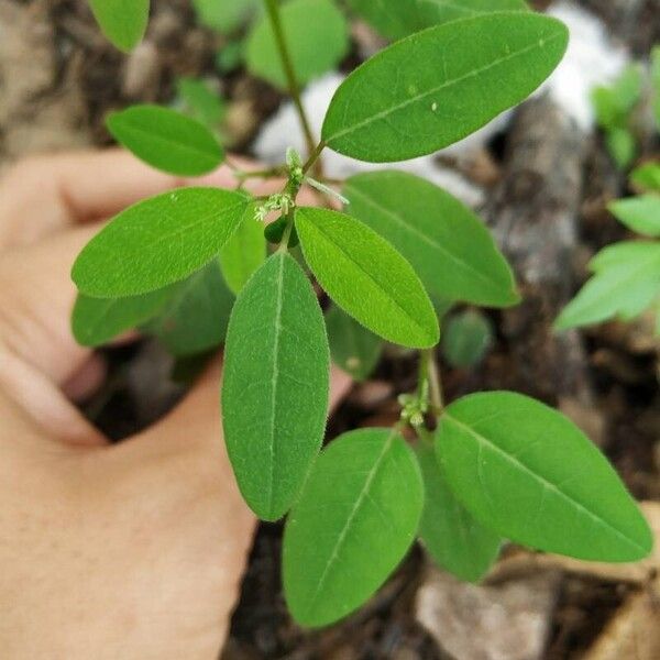 Euphorbia graminea Folio