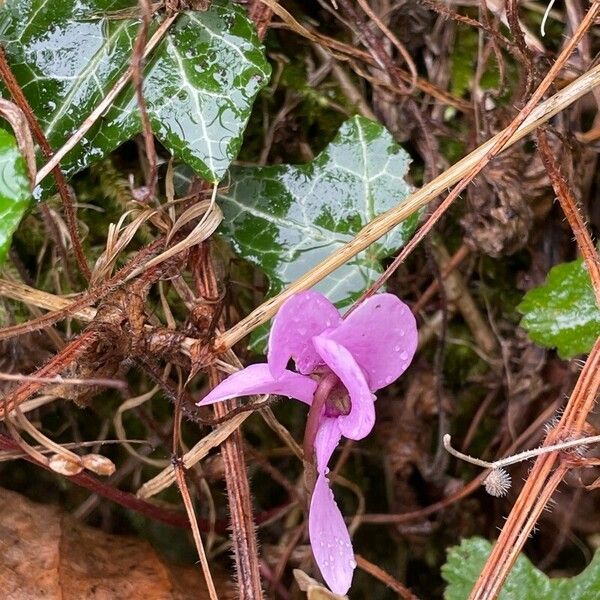 Cyclamen purpurascens Кветка