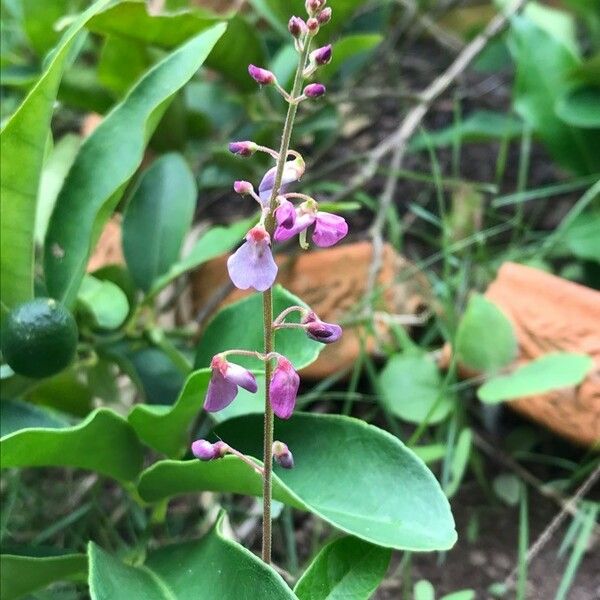 Desmodium incanum Virág