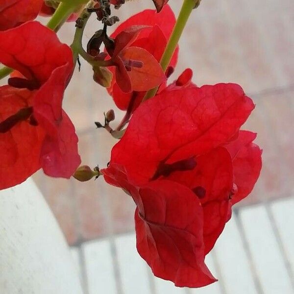 Bougainvillea spectabilis 花