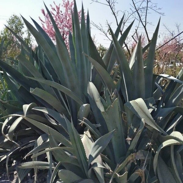 Agave americana Feuille