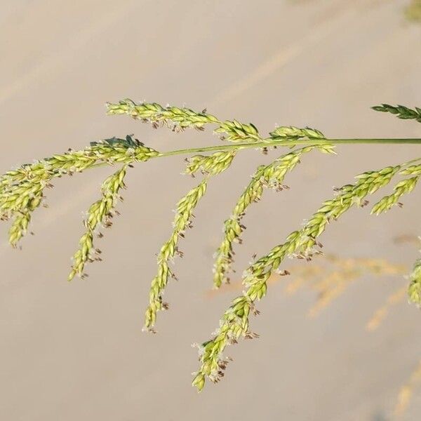 Sorghum halepense Çiçek