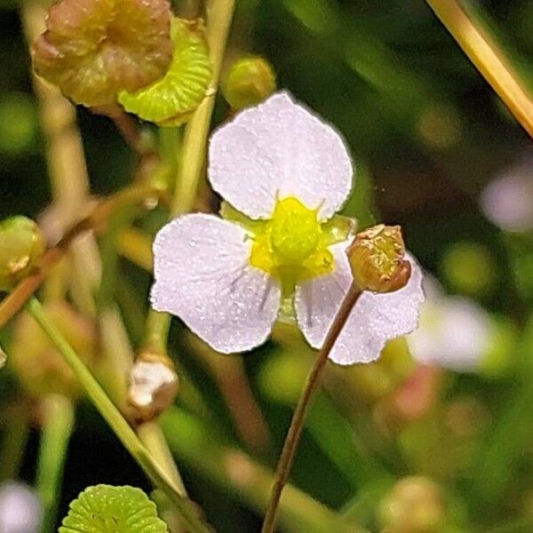 Alisma lanceolatum Flower