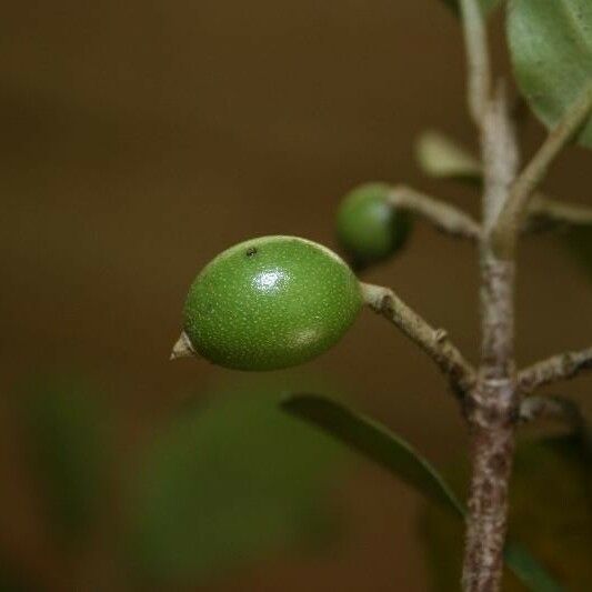 Siparuna decipiens Froito