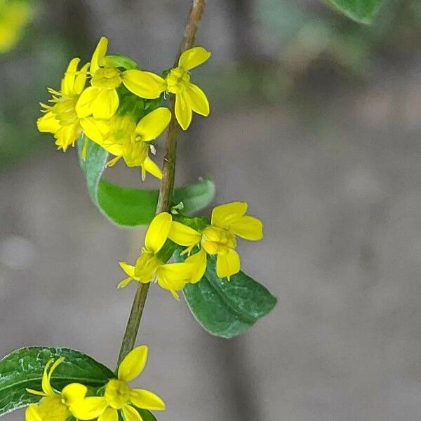 Solidago rugosa Kvet