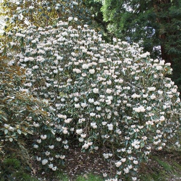 Rhododendron crinigerum Hábito