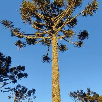 Araucaria angustifolia অভ্যাস