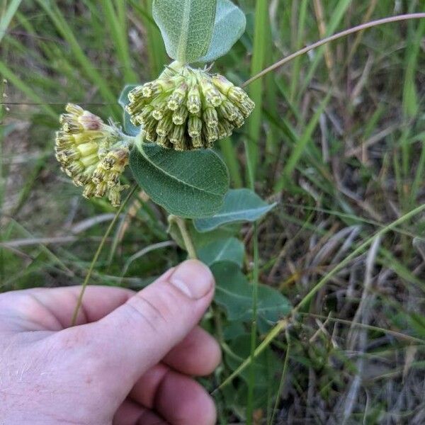 Asclepias viridiflora പുഷ്പം