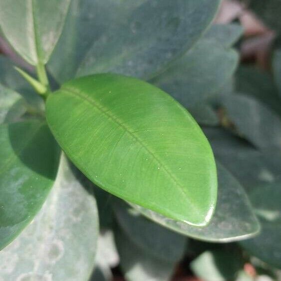 Ficus microcarpa Blad