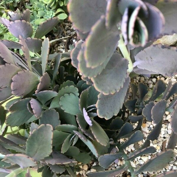 Kalanchoe fedtschenkoi Hoja